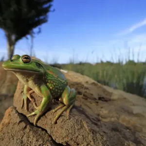 Growling grass frog (Litoria raniformis) basking on a stone at the edge of a rural dam Growling grass frog (Litoria raniformis) basking on a stone at the edge of a rural dam