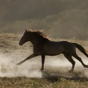 Grulla Mustang stallion running in dust at Return to Freedom Sanctuary, Lompoc, California