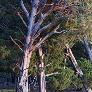 Guadalupe cypress (Cupressus guadalupensis), IUCN Redlist Endangered