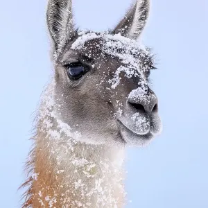 Guanaco (Lama guanicoe) dusted in snow, head portrait, Torres del Paine National Park, Patagonia, Chile Guanaco (Lama guanicoe) dusted in snow, head portrait, Torres del Paine National Park, Patagonia, Chile