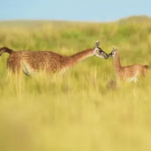 Guanaco Female and Newborn Print Guanaco Female and Newborn Print