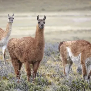 Guanaco Print: Patagonia Grassland Scene