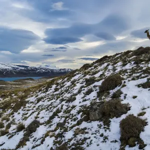Guanaco Print: Torres del Paine Landscape Guanaco Print: Torres del Paine Landscape