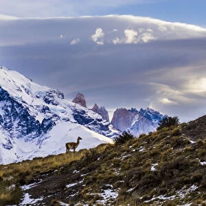 Guanaco (Lama guanicoe) with lake and mountains, Torres del Paine National Park, Patagonia