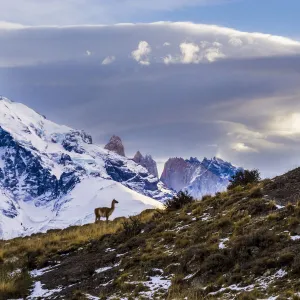 Guanaco (Lama guanicoe) with lake and mountains, Torres del Paine National Park, Patagonia