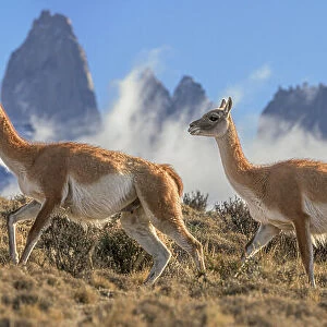 Three Guanacos (Lama guanicoe) running over hillside in front of the Towers granite rock formation and low cloud, Torres del Paine National Park, Patagonia, Chile