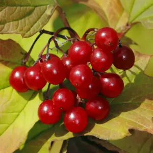 Guelder Rose Berries Print, London, UK Guelder Rose Berries Print, London, UK