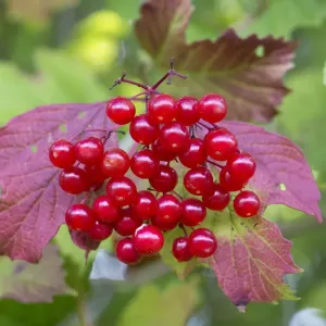 Guelder rose berries print, Strumpshaw Fen, Norfolk Guelder rose berries print, Strumpshaw Fen, Norfolk