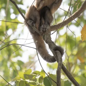 Guianan brown capuchin (Sapajus apella) chewing on branch, Pampas del Yacuma Protected Area