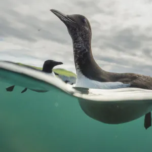 Guillemot (Uria aalge) swimming, split level view, Shiant Isles, Outer Hebrides, Scotland, UK