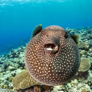 Pez globo de galliforme de Guinea (Arothron meleagris) inflado, mostrando comportamiento defensivo. Pez globo de galliforme de Guinea (Arothron meleagris) inflado, mostrando comportamiento defensivo.