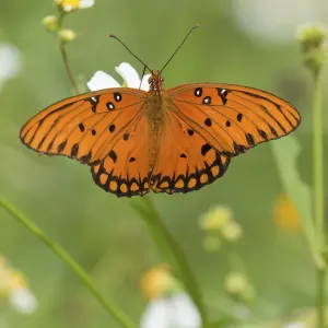 Gulf fritillary butterfly (Agraulis vanillae) North Florida, USA, September Gulf fritillary butterfly (Agraulis vanillae) North Florida, USA, September
