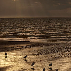 Gulls on the beach at sunset, The Wash, Hunstanton, Norfolk, UK, September 2011