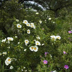 Gum rockrose Print, Sierra de Andujar Natural Park Gum rockrose Print, Sierra de Andujar Natural Park