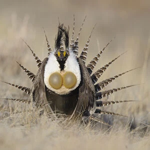 Gunnison sage-grouse (Centrocercus minimus) male displaying at a lek. Gunnison County, Colorado
