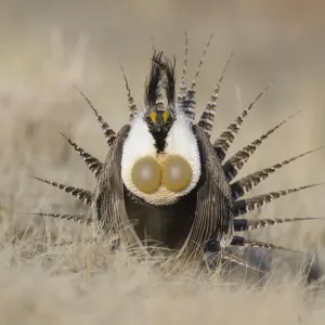 Gunnison Sage-Grouse Print, Male Displaying at Lek Gunnison Sage-Grouse Print, Male Displaying at Lek