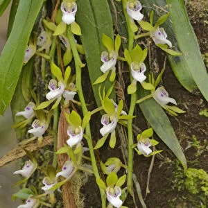 Gunns tree orchid (Sarcochilus australis). Tasmania, Australia. November