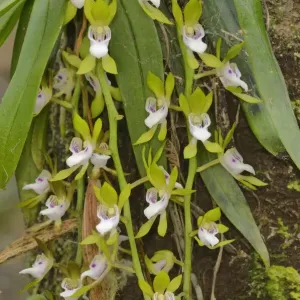 Orquídea de árbol Gunns (Sarcochilus australis). Tasmania, Australia. Noviembre. Orquídea de árbol Gunns (Sarcochilus australis). Tasmania, Australia. Noviembre.