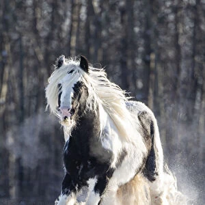Gypsy vanner stallion cantering through snow. Alberta, Canada. February