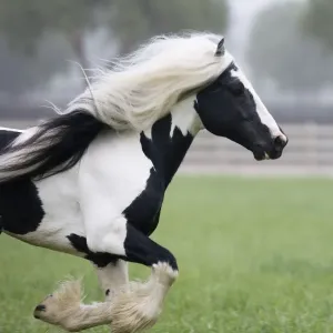 Gypsy Vanner Stallion Print, Ojai California Gypsy Vanner Stallion Print, Ojai California