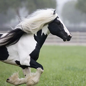 Gypsy Vanner stallion running in paddock, Ojai, California, USA