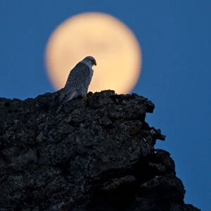 Gyrfalcon (Falco rusticolus) on rock silhouetted against full moon, Myvatn, Thingeyjarsyslur