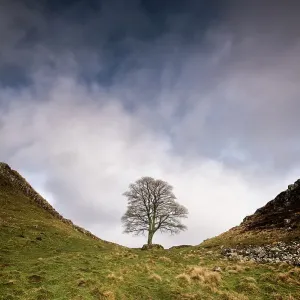 Hadrian's Wall Print at Sycamore Gap Hadrian's Wall Print at Sycamore Gap