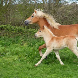 Haflinger horse mare and foal running in meadow. England, UK