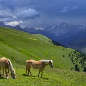 Chevaux Haflinger, Seiser Alm, Dolomites, Haut-Adige, Italie, juillet 2019. Chevaux Haflinger, Seiser Alm, Dolomites, Haut-Adige, Italie, juillet 2019.