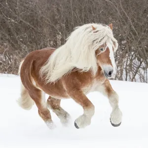 Semental de Haflinger galopando a través de la nieve. Quebec, Canadá. Enero. Semental de Haflinger galopando a través de la nieve. Quebec, Canadá. Enero.