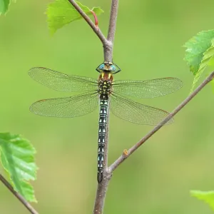 Hairy dragonfly (Brachytron pratense) male, resting on plant stem, Brackagh Moss National Nature Reserve, County Armagh, Northern Ireland, UK. June Hairy dragonfly (Brachytron pratense) male, resting on plant stem, Brackagh Moss National Nature Reserve, County Armagh, Northern Ireland, UK. June