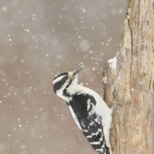 Hairy woodpecker (Picoides villosus) male in snowstorm, Freeville, New York, USA, February