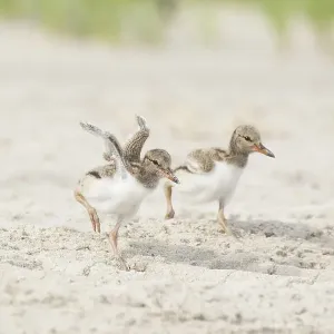 Two half-grown American oystercatchers (Haematopus palliatus) chicks running along sandy beach. Long Island, New York, USA. June Two half-grown American oystercatchers (Haematopus palliatus) chicks running along sandy beach. Long Island, New York, USA. June