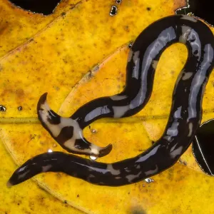 Hammerhead worms (Bipalium sp) on leaf, Sarawak. Borneo Hammerhead worms (Bipalium sp) on leaf, Sarawak. Borneo