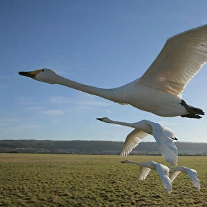 Hand reared Whooper Swans (Cygnus cygnus) in flight. Birds imprinted and trained by Lloyd
