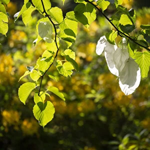 Handerkerchief tree (Davidia involucrata var. vilmoriniana) white flower bracts