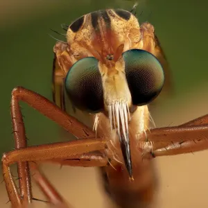 Hanging thief robber fly (Diogmites sp) close up of head and eyes, Philadelphia