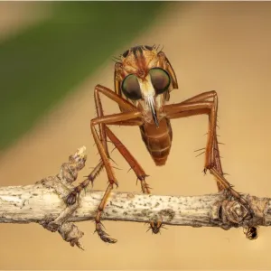 Hanging Thief Robber Fly Print