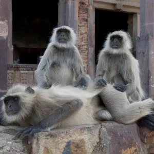 Hanuman Langur or Common Langur (Semnopithecus / Presbytis entellus), in temple ruins Hanuman Langur or Common Langur (Semnopithecus / Presbytis entellus), in temple ruins