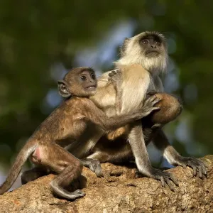 Hanuman Langur or Common Langur (Semnopithecus / Presbytis entellus), female with Hanuman Langur or Common Langur (Semnopithecus / Presbytis entellus), female with