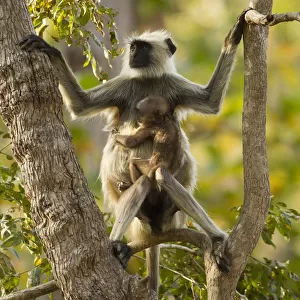 Hanuman Langur / Northern Plains Grey Langur (Semnopithecus entellus) mother with baby in tree