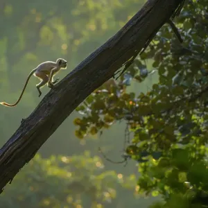 El langur de Hanumán (Presbytis entellus) juvenil, corriendo por el tronco de un árbol, Parque Nacional Bandhavgarh, India. El langur de Hanumán (Presbytis entellus) juvenil, corriendo por el tronco de un árbol, Parque Nacional Bandhavgarh, India.