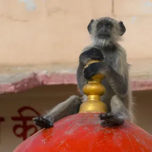 Hanuman langur (Semnopithecus / Presbytis entellus), on temple, Rajasthan, India Hanuman langur (Semnopithecus / Presbytis entellus), on temple, Rajasthan, India
