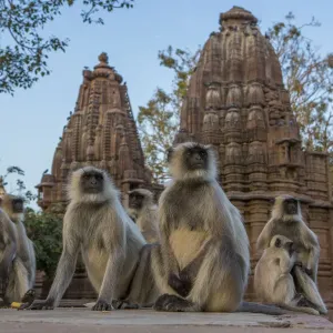Hanuman Langurs (Semnopithecus entellus) in front of cenotaphs, Mandore Garden, Jodhpur, India Hanuman Langurs (Semnopithecus entellus) in front of cenotaphs, Mandore Garden, Jodhpur, India