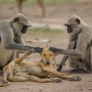 Hanuman langurs (Semnopithecus entellus) grooming dog Mandore Garden, Jodhpur, India Hanuman langurs (Semnopithecus entellus) grooming dog Mandore Garden, Jodhpur, India