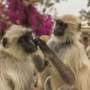 Hanuman Langurs (Semnopithecus entellus) social grooming, Mandore Garden, Jodhpur, India Hanuman Langurs (Semnopithecus entellus) social grooming, Mandore Garden, Jodhpur, India