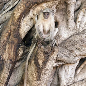Hanuman / Northern Plains Grey Langur (Semnopithecus entellus) youngster sitting