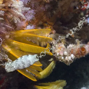 Happy Eddie (Haploblepharus edwardsii) egg case / mermaids purse