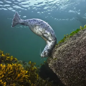 Harbor seal (Phoca vitulina) using a large, encrusted boulder as a tool to scratch its