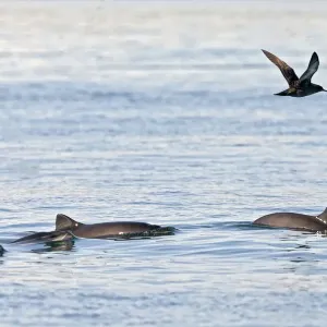 Harbour Porpoise Print - Small Group Bay of Fundy Harbour Porpoise Print - Small Group Bay of Fundy